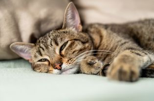 Brown striped cat laying down with partially open eyes