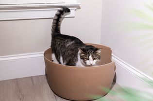 Brown and white cat standing inside brown litter box