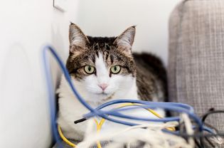 White and brown cat near blue , yellow and white electrical cords