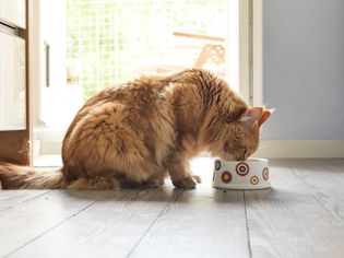 Cat eating from a bowl