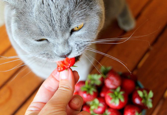 gray cat eating a strawberry