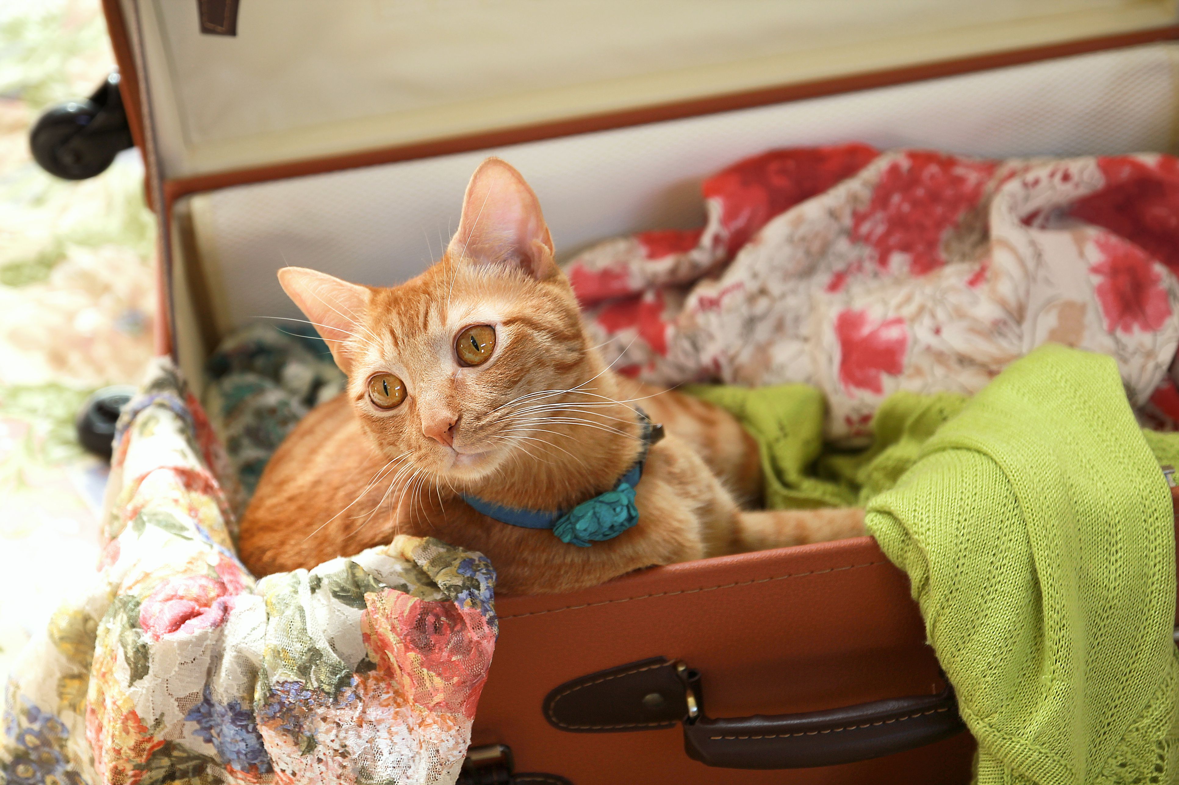 Cat in the suitcase.