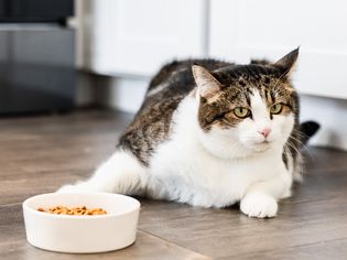 cat by its food bowl