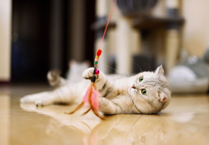 gray tabby cat plays with feather toy