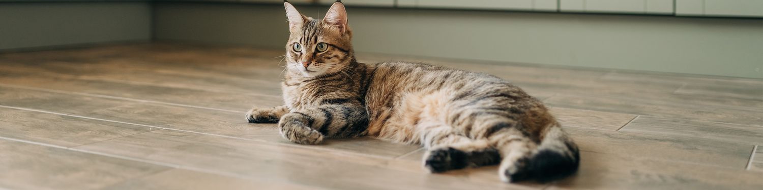 Maine coon cat lays on wood floor