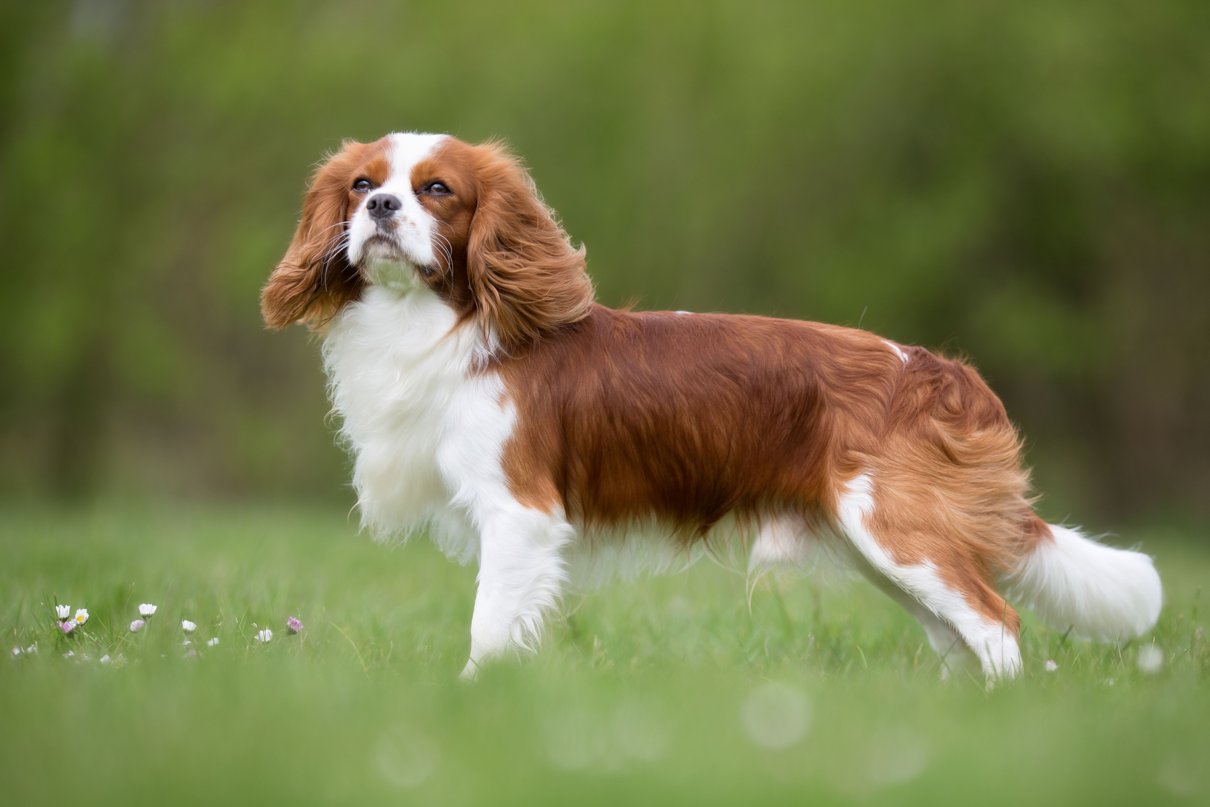 Cavalier King Charles Spaniel dog outdoors in nature