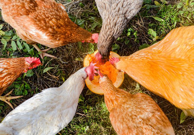 chickens eating pumpkin