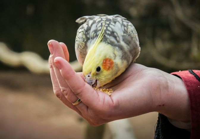 Close-Up Of Hand Holding Parrot