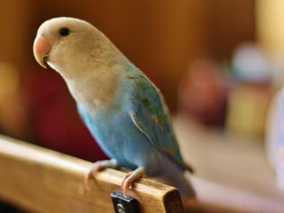 Close-Up Of Parrot Perching