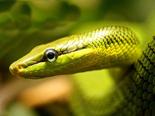 Close-up of snake on leaf