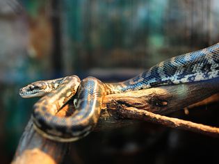 Close-Up Of Snake On Tree