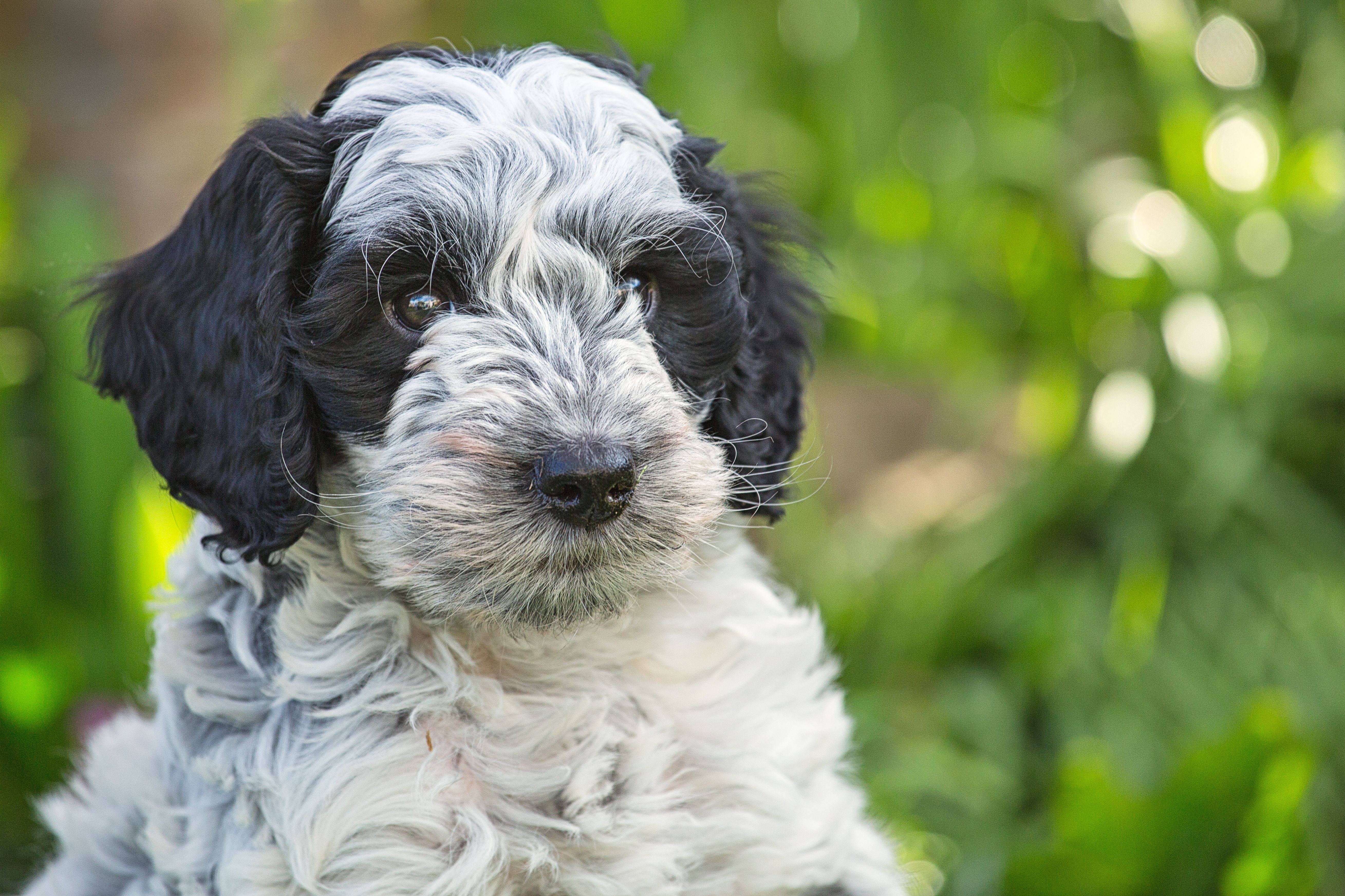 black and white cockapoo puppy