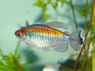 Congo Tetra Community Aquarium Fish