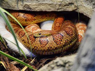 Pet corn snake