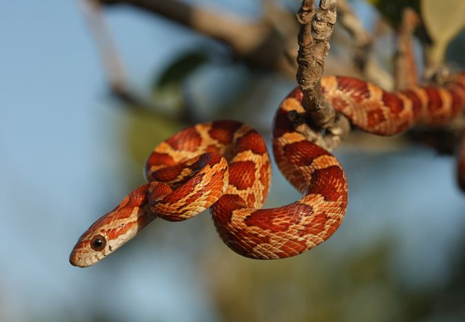 Corn Snake from the Lower Florida Keys