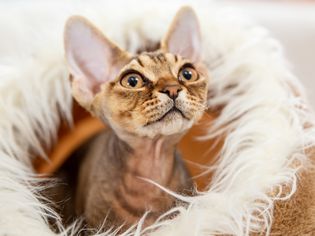 Devon rex small cat breed portrait