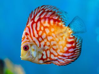 Pompadour fish with white spots on red and yellow scales and fins