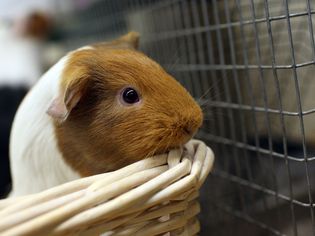 Disney's New Blockbuster Featuring Guinea Pigs Sparks Interest In The Pets