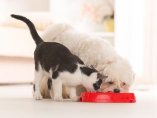 Dog and cat eating food from a bowl