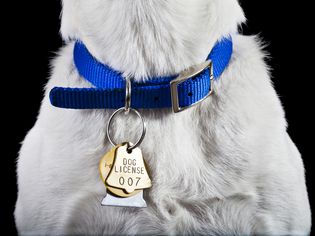 Dog collar with license