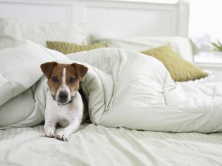 dog on bed