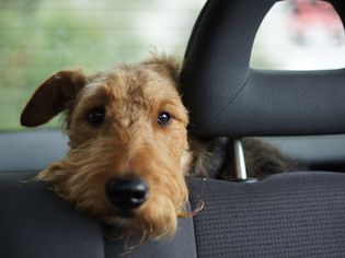 Dog waiting in car