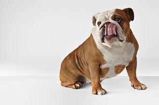 Fawn & White English Bulldog Licking Nose