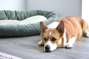 Dog laying next to bed experiencing grief 