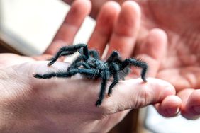 Black tarantula spider climbing person's hand closeup