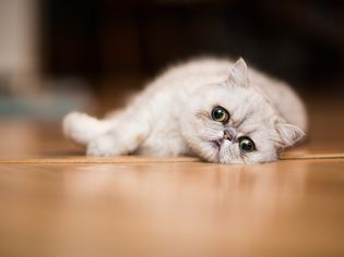 Exotic shorthair cat resting on floor