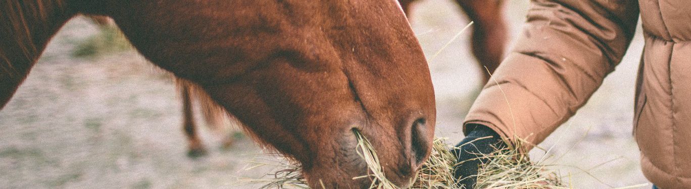 horse eating