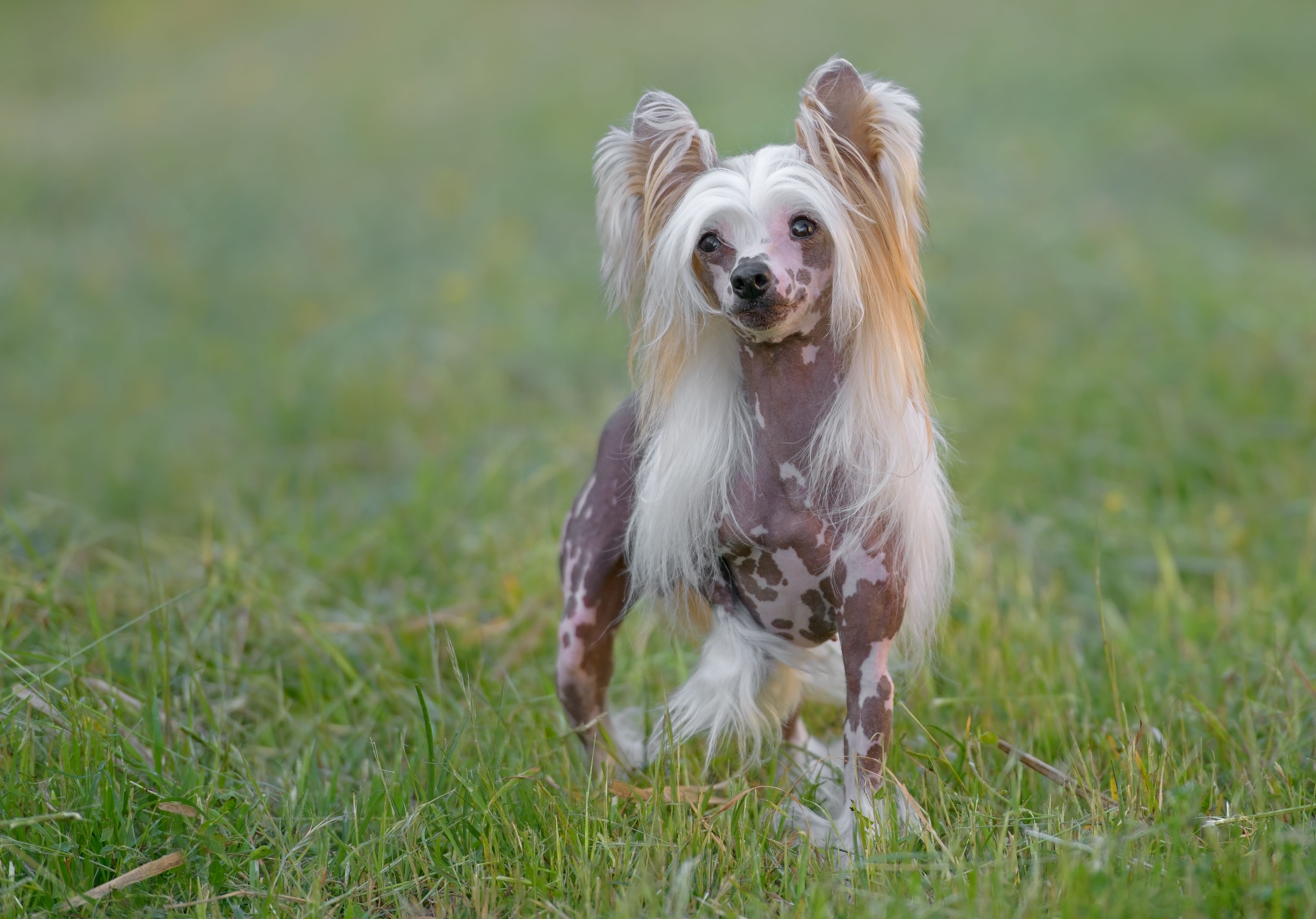 Female pure breed Chinese Crested dog