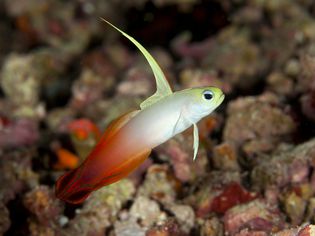 Firefish Goby