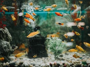 Freshwater aquarium