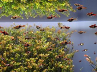 Rasbora Fish in an Aquarium