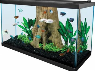 Fish Tank