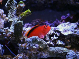 Flame Hawkfish