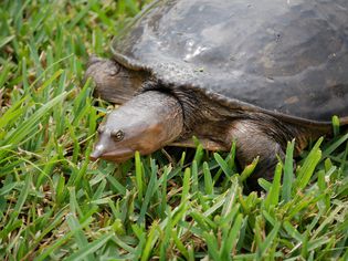 Florida Softshell Turtle