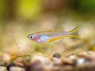 Small forktailed rainbowfish near bottom of fish tank with pebbles