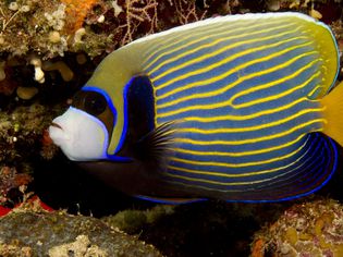 Adult Emperor Angelfish