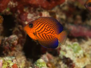 Colourful Juvenile Chevron Tang or Hawaiian Bristletooth Ctenochaetus