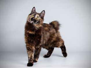 Kurilian Bobtail cat