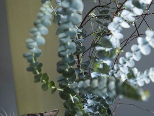 Cat with Eucyalptus 