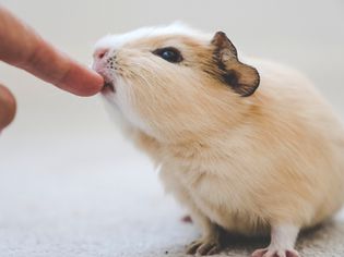 Guinea pig nibbling on a finger.