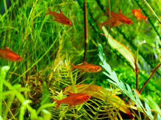 School of Ember Tetras Hyphessobrycon amandae