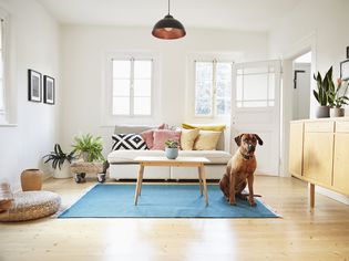 dog sitting in living room