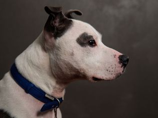 White and brown dog head