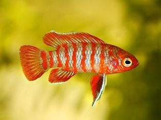 Scarlet badis dario dario