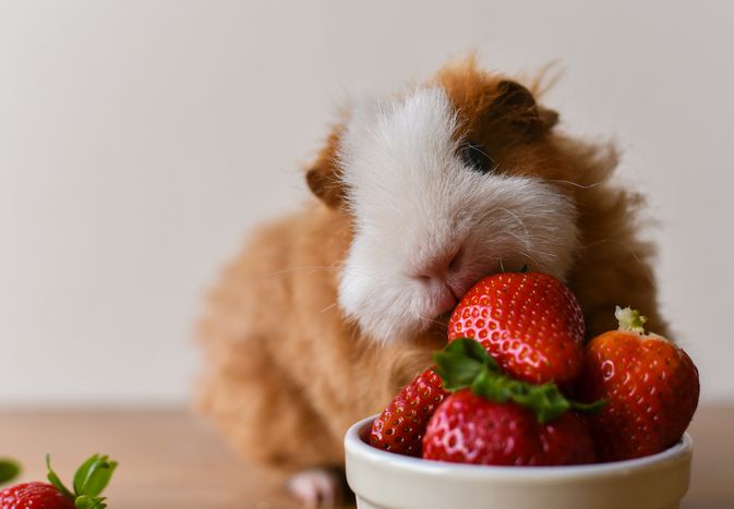 Guinea pig eating strawberries from a bowl.