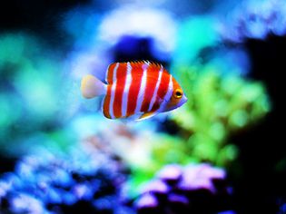 peppermint angelfish